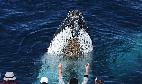 Spirit Of Gold Coast Whale Watching - Events Australia 1