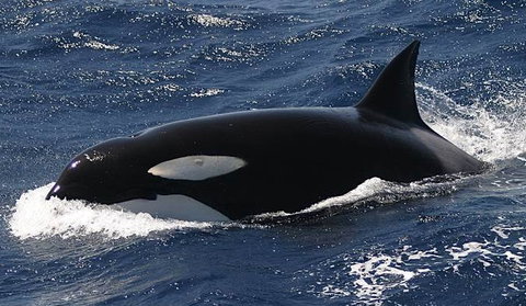 Spirit Of Gold Coast Whale Watching - Events Australia 2