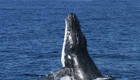 Spirit Of Gold Coast Whale Watching - Events Australia 3
