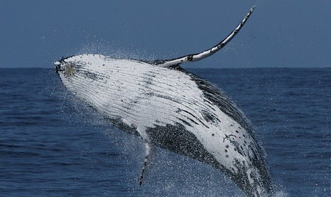 Spirit Of Gold Coast Whale Watching - Events Australia 4