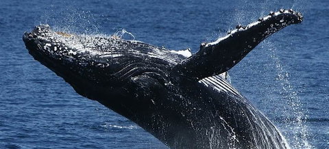 Spirit Of Gold Coast Whale Watching - Events Australia 5