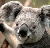 Potoroo Palace - Events Australia