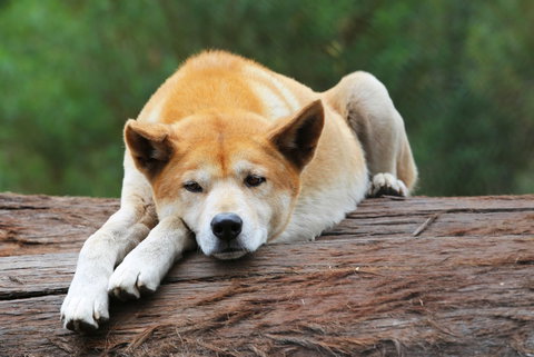 Potoroo Palace - Events Australia 1