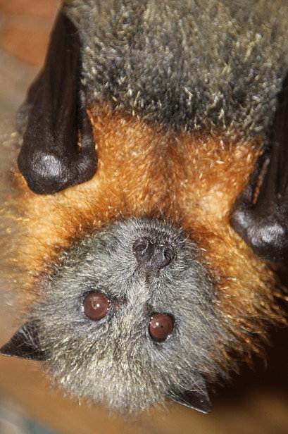 Potoroo Palace - Events Australia 2