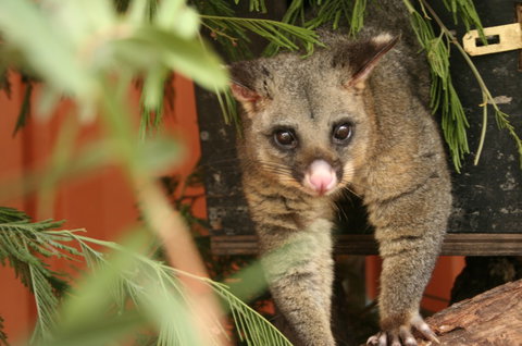 Potoroo Palace - Events Australia 3