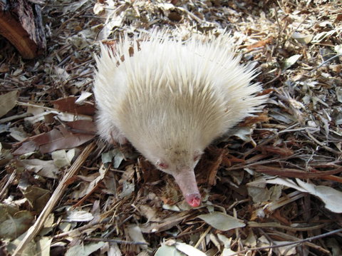 Potoroo Palace - Events Australia 4