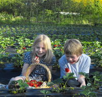 Blue Hills Berries  Cherries - Events Australia