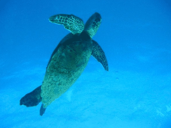 Big Cat Reality - Events Australia 0