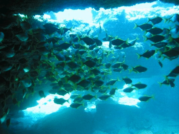 Big Cat Reality - Events Australia 3