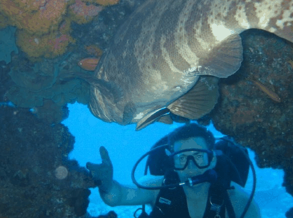 Big Cat Reality - Events Australia 4