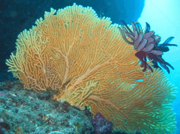 Big Cat Reality - Events Australia 5