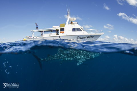 Three Islands Whale Shark Dive - Events Australia 4
