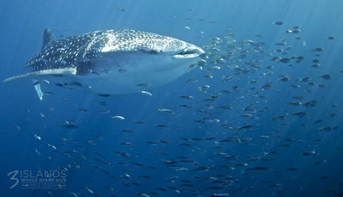 Three Islands Whale Shark Dive - Events Australia 5