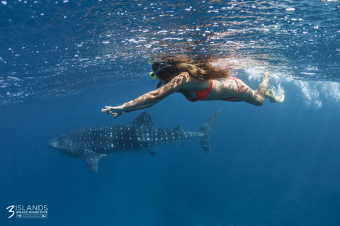 Three Islands Whale Shark Dive - Events Australia 6