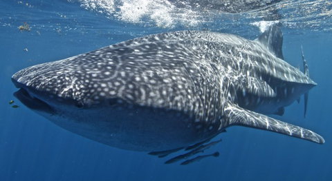 Three Islands Whale Shark Dive - Events Australia 7