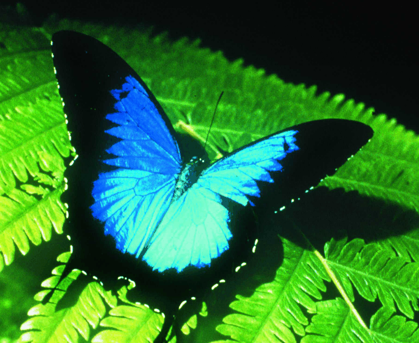 Australian Butterfly Sanctuary - Events Australia