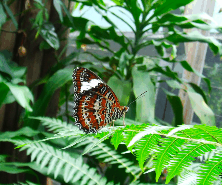 Australian Butterfly Sanctuary - Events Australia 1