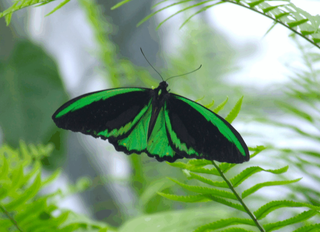 Australian Butterfly Sanctuary - Events Australia 2