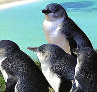 Rockingham Wild Encounters - Accommodation Europe