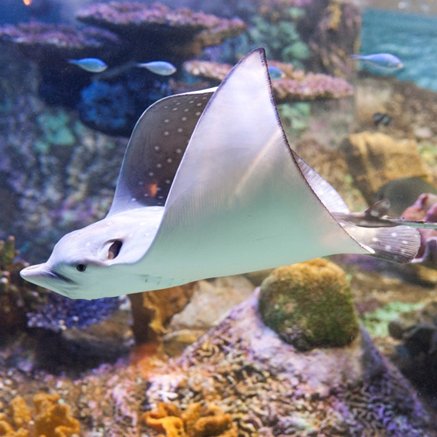 Melbourne Aquarium - Events Australia 4