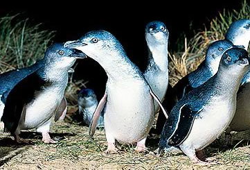 Bunyip Tours - Events Australia 4