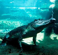 WILD LIFE Sydney Zoo - Events Australia