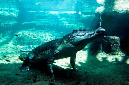 WILD LIFE Sydney Zoo - Events Australia 0