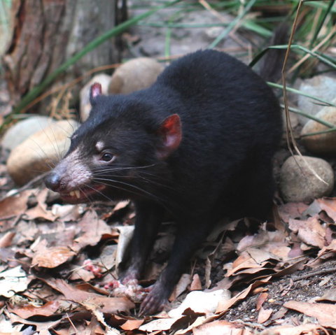 WILD LIFE Sydney Zoo - Events Australia 5
