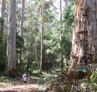 Warren River Loop Walk - Events Australia