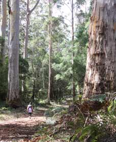 Warren River Loop Walk - Events Australia 0