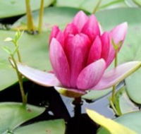 The Lotus Day Spa and Retreat - Events Australia
