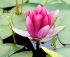 The Lotus Day Spa And Retreat - Events Australia 0