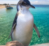 Penguin Island - Accommodation Europe
