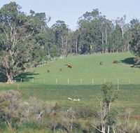 Scenic Drives - Bunbury Collie Donnybrook - Events Australia