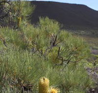 Lesueur Walk Trail Mount Lesueur - Accommodation Europe