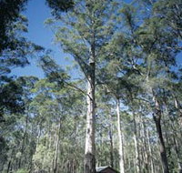 Diamond Tree Lookout Manjimup - Events Australia