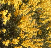 Dalwallinu Remnant Bushland - Accommodation Europe