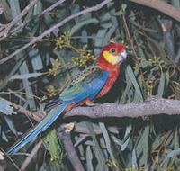 King River - Tourism Bookings