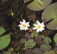 Parry Lagoons Nature Reserve - Events Australia