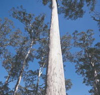 The Four Aces - Events Australia