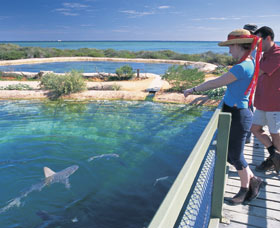 Shark Bay Marine Park - Events Australia 0