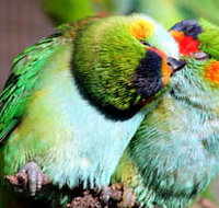 Rainbow Jungle - The Australian Parrot Breeding Centre - Accommodation Europe