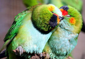 Rainbow Jungle - The Australian Parrot Breeding Centre - Accommodation Europe 0
