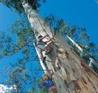 Dave Evans Bicentennial Tree - Events Australia