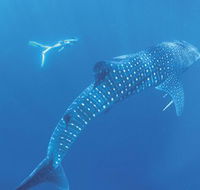Ningaloo Marine Park - Events Australia