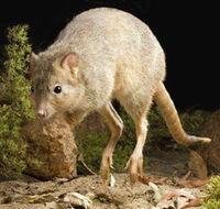 Kanyana Wildlife - Events Australia