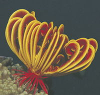 Lighthouse Bay - Events Australia