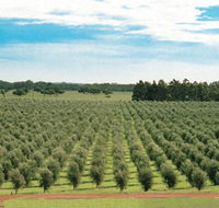 Fini Olives - Events Australia