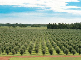 Fini Olives - Events Australia 0