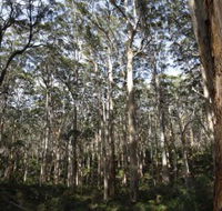 Boranup Karri Forest - Events Australia